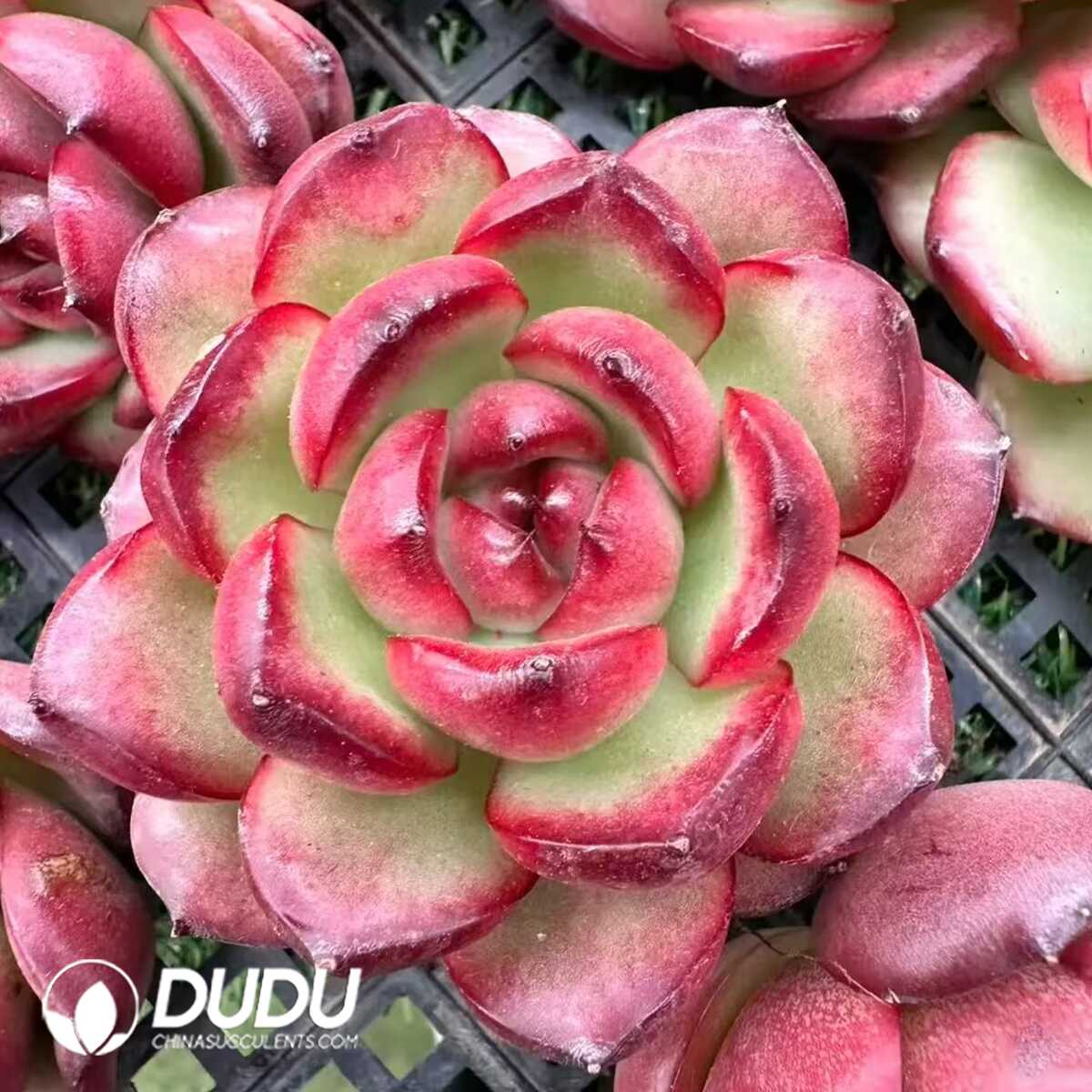 e201-141.jpg Echeveria Montblanc - 画像 (1)