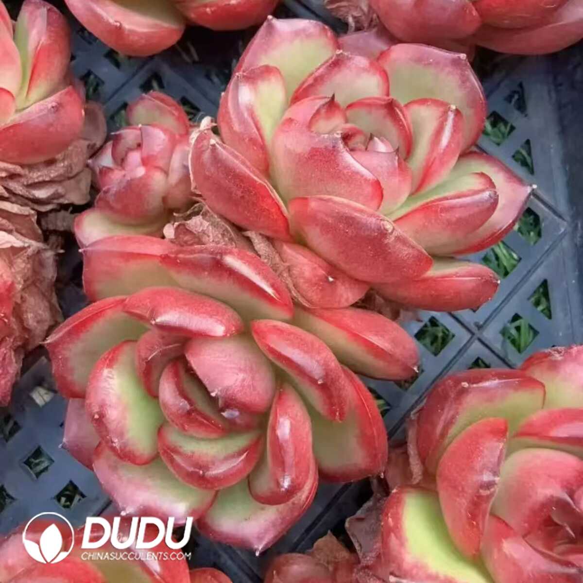 e201-142.jpg Echeveria Montblanc Double Head - 画像 (1)