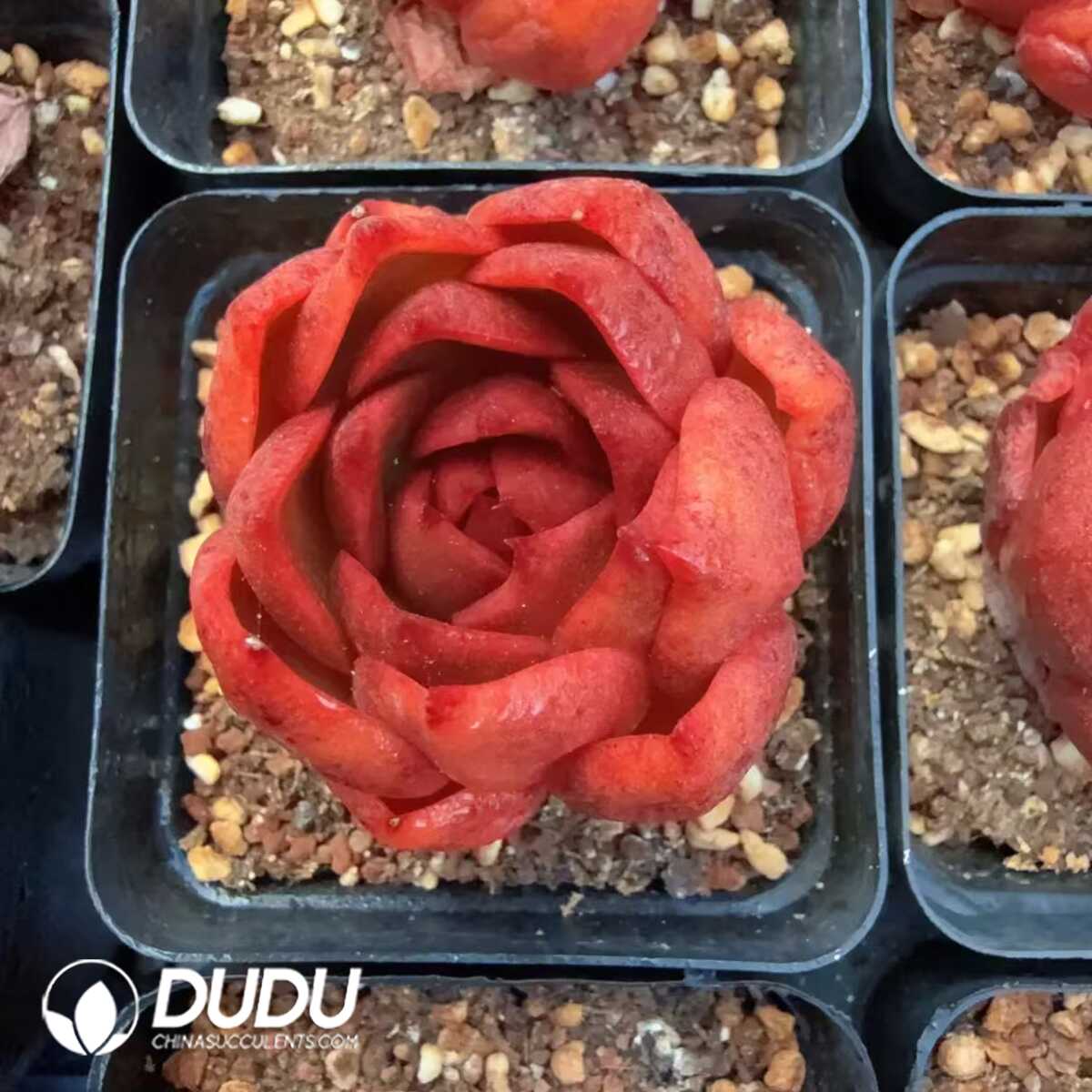 e201-146.jpg Echeveria Mountain Rose - 画像 (1)