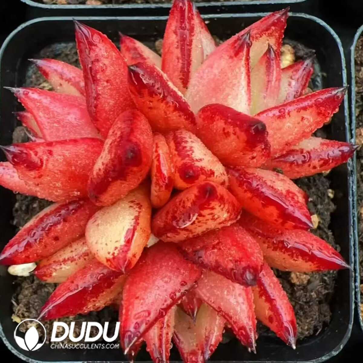 e201-147-1.jpg Echeveria Jelly Beans 3-5 Heads Clustering - 画像 (1)