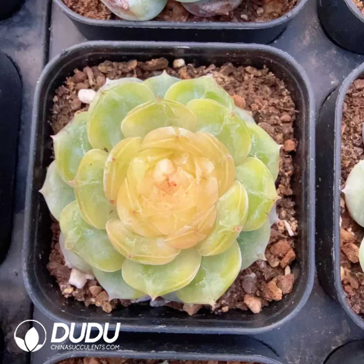 e201-148.jpg Echeveria Jade Diamond Jenny - 画像 (1)