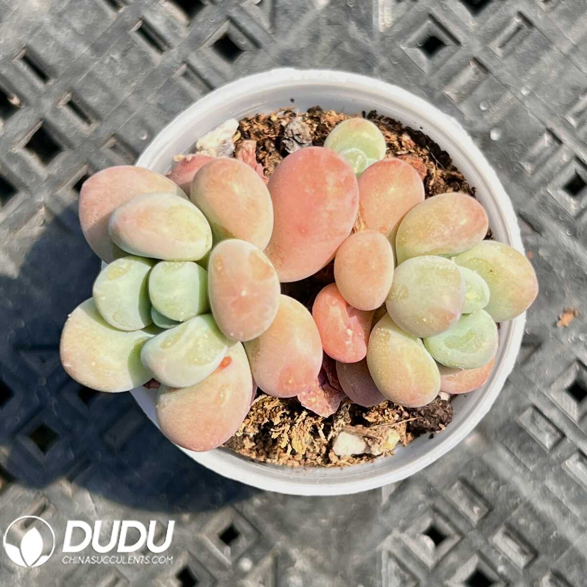 e201-15.jpg Graptopetalum Perfume Miul Double Head - 画像 (1)