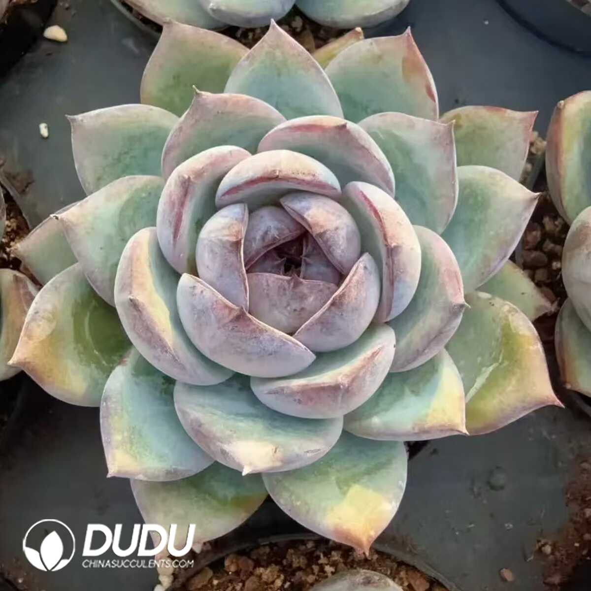 e201-151.jpg Echeveria Bright Moon - 画像 (1)