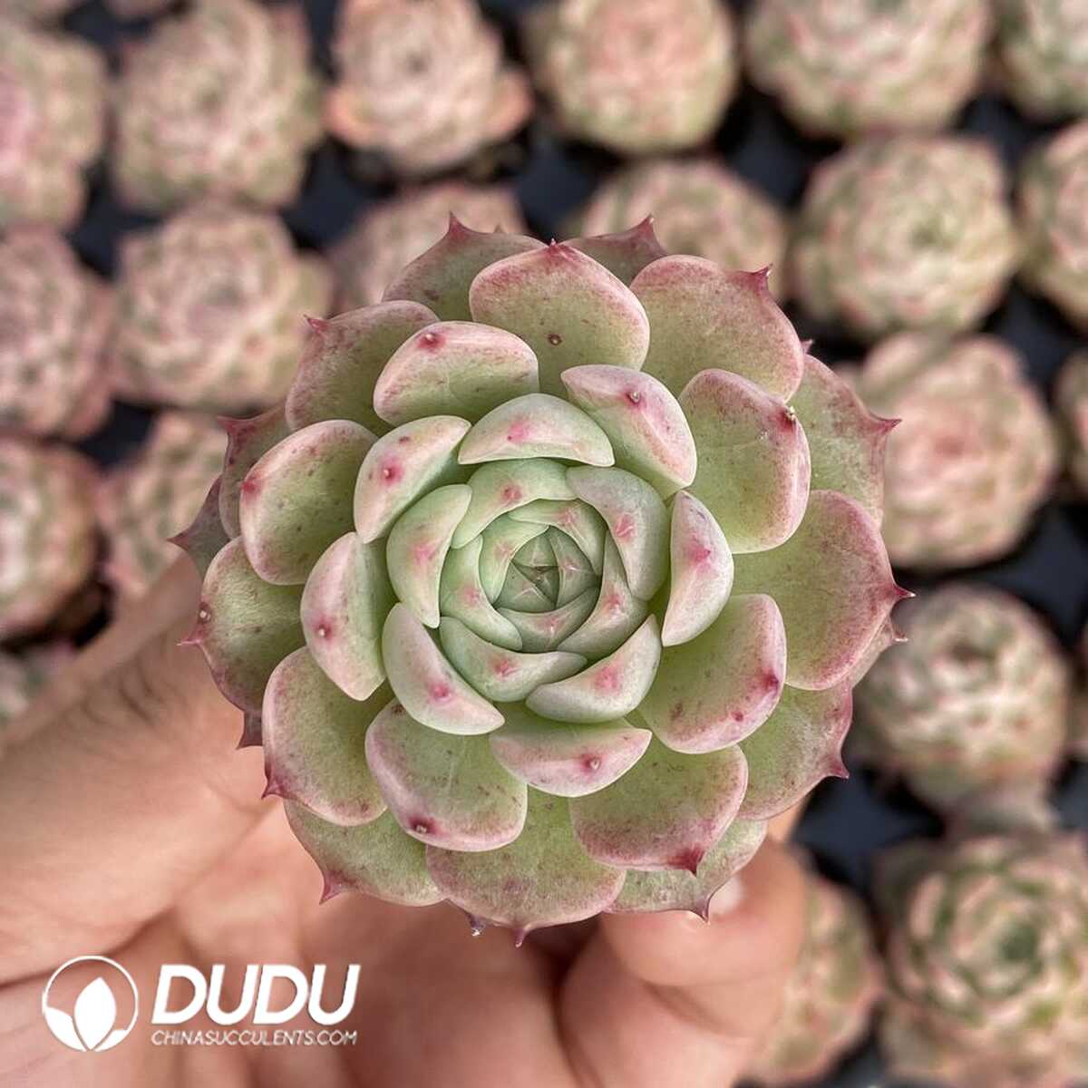 e201-153.jpg 72pcs Echeveria BT-26 Seedlings - 画像 (1)