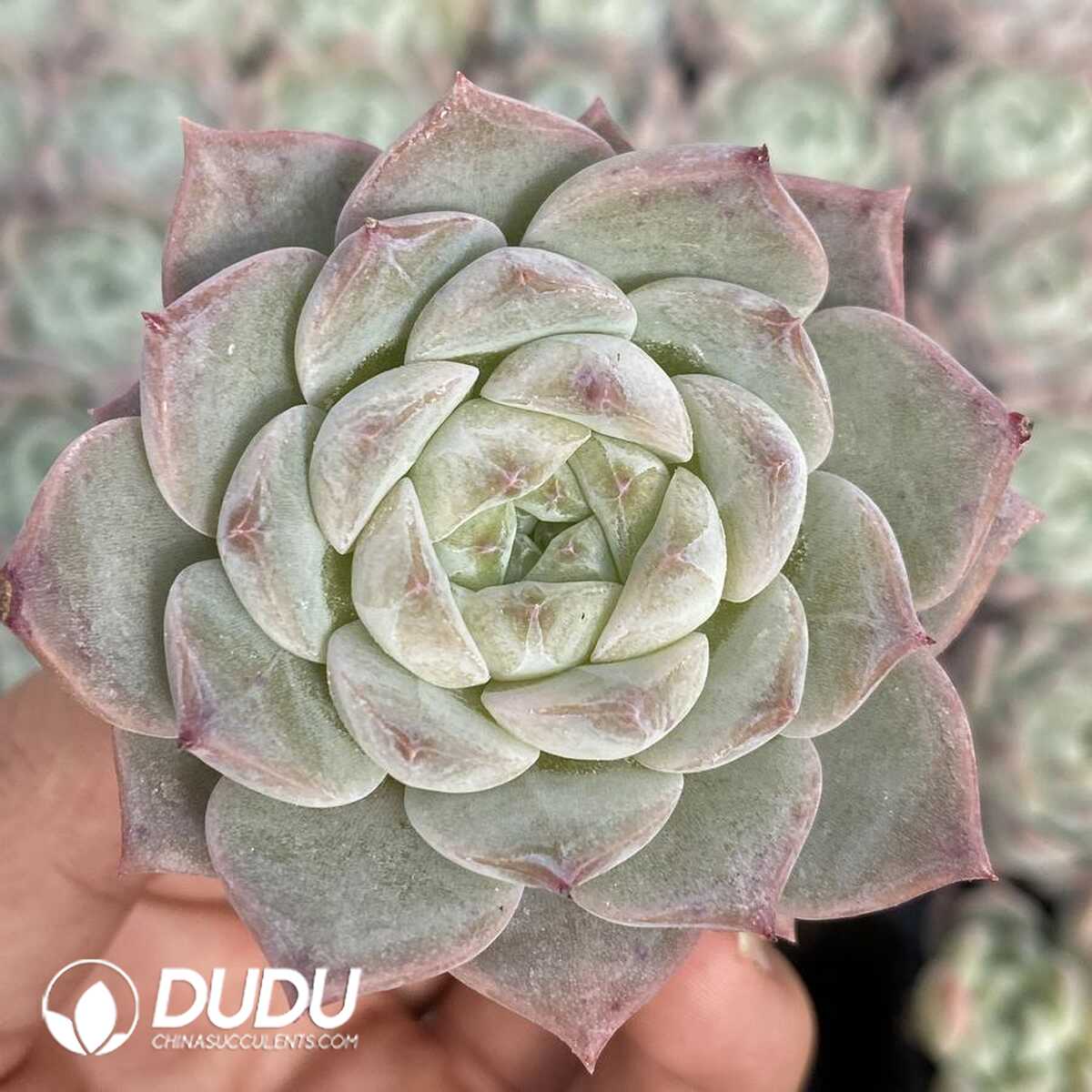 e201-154.jpg 72pcs Echeveria BT-32 Seedlings - 画像 (1)