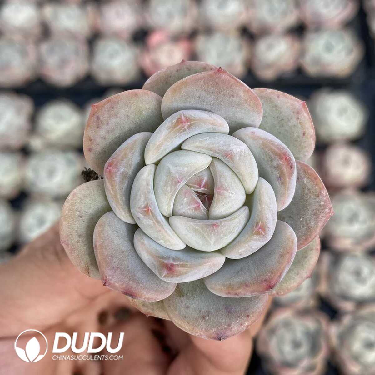 e201-155.jpg 72pcs Echeveria BT-04 Seedlings - 画像 (1)