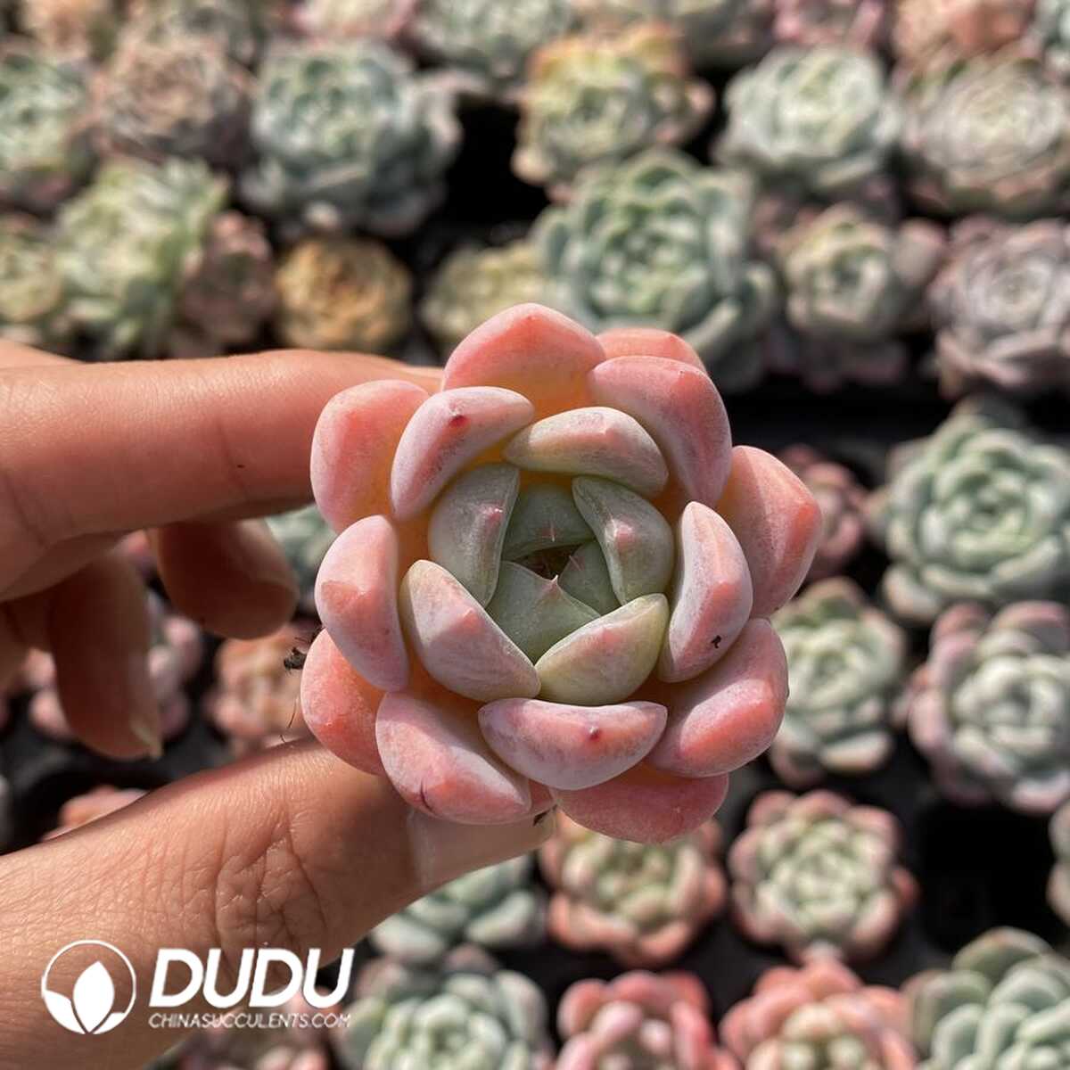 e201-157.jpg 72pcs Echeveria X6-02 Seedlings - 画像 (1)