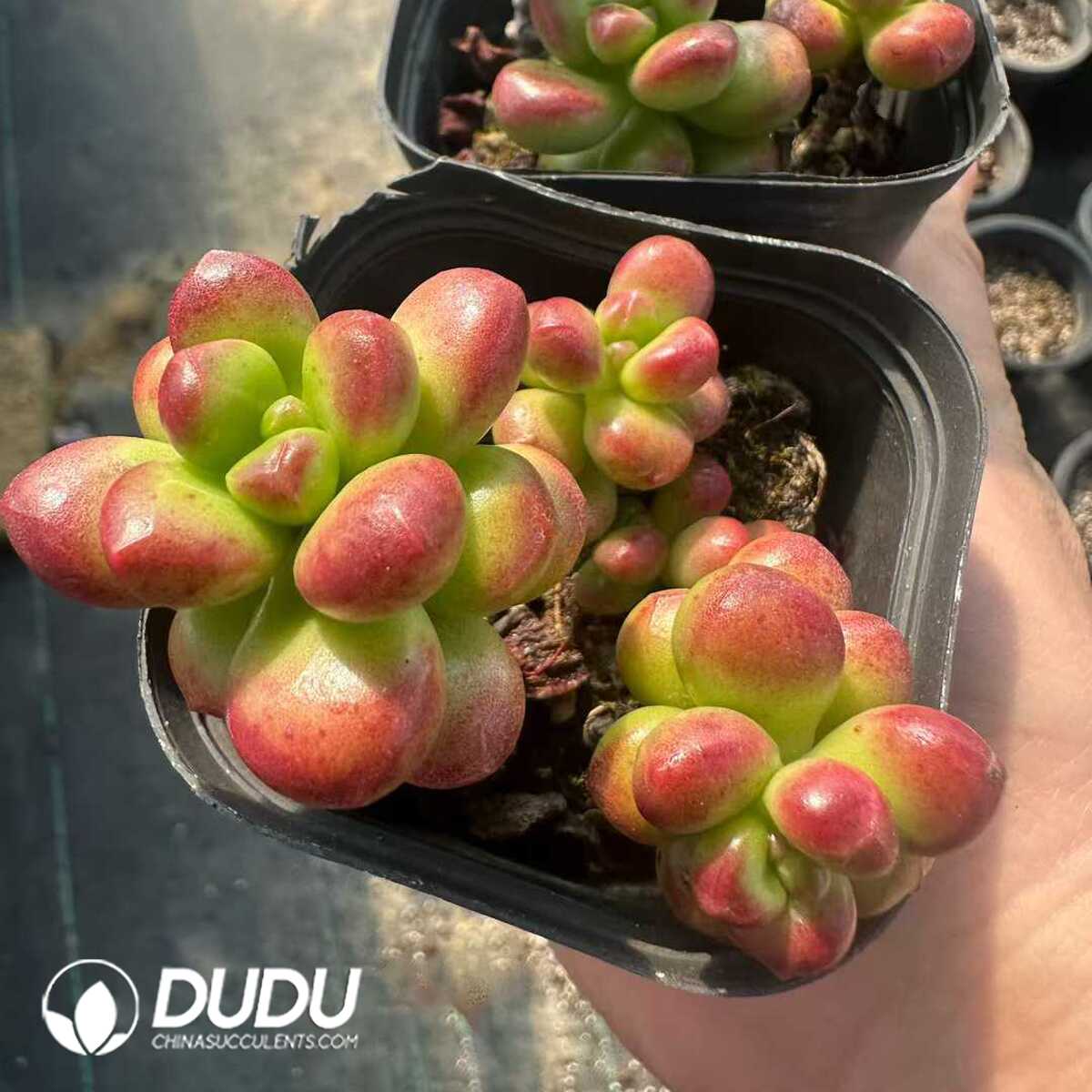 e201-159-2.jpg Sedum lucidum Obesum - 画像 (1)