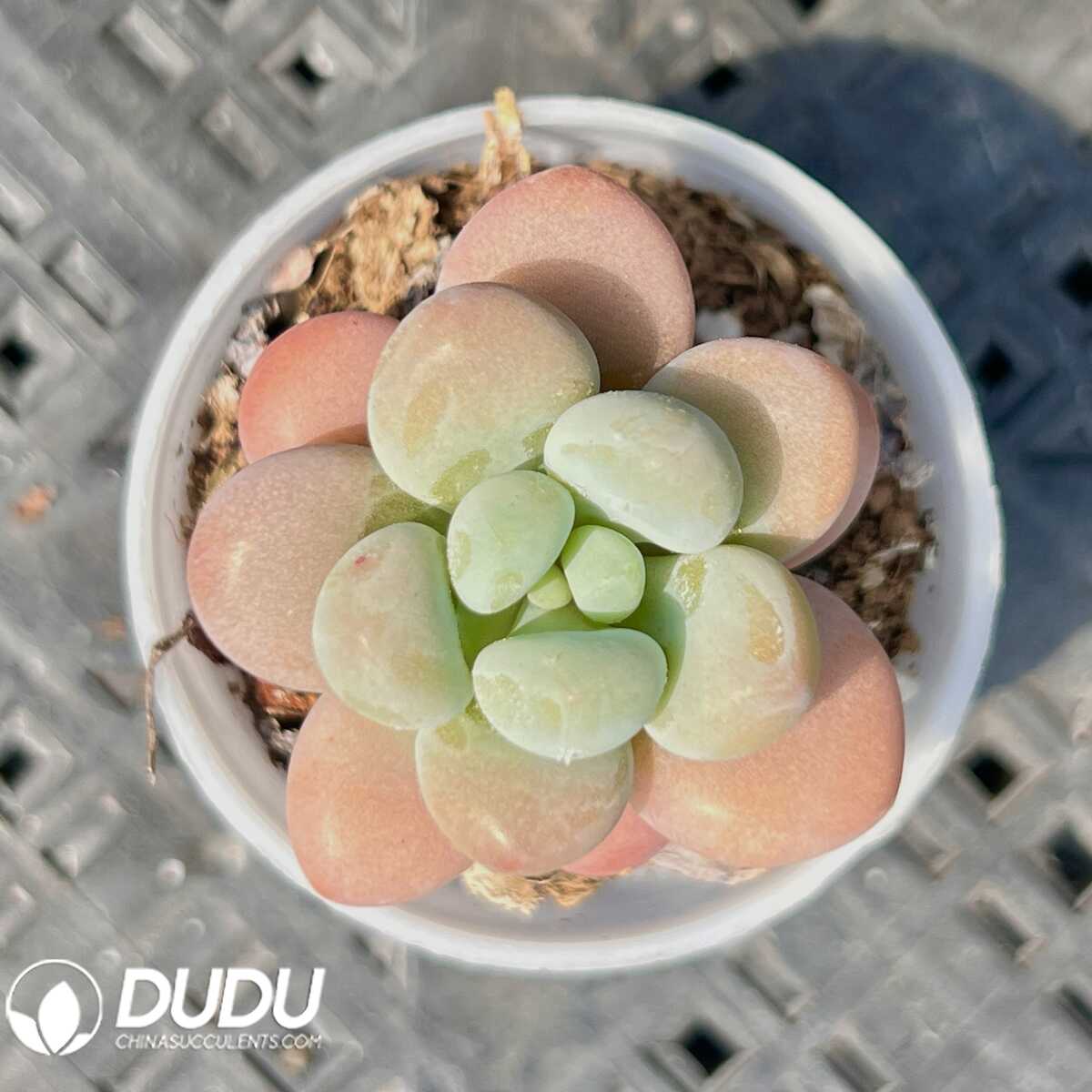 e201-16-1.jpg Graptopetalum Perfume Miul - 画像 (1)