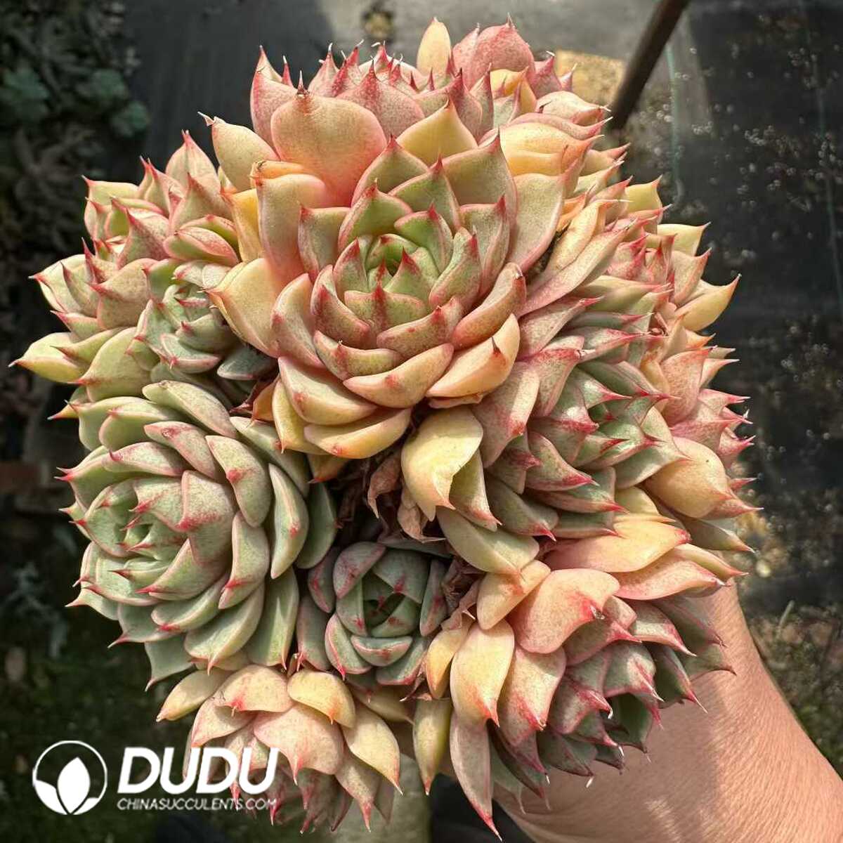 e201-161.jpg Echeveria Ben Badis Clustering - 画像 (1)