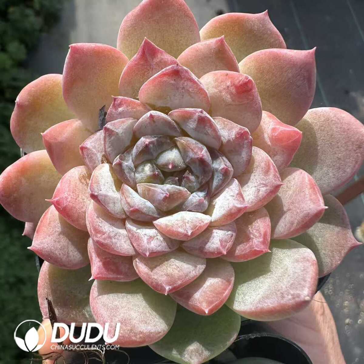 e201-162.jpg Echeveria Iceice - 画像 (1)