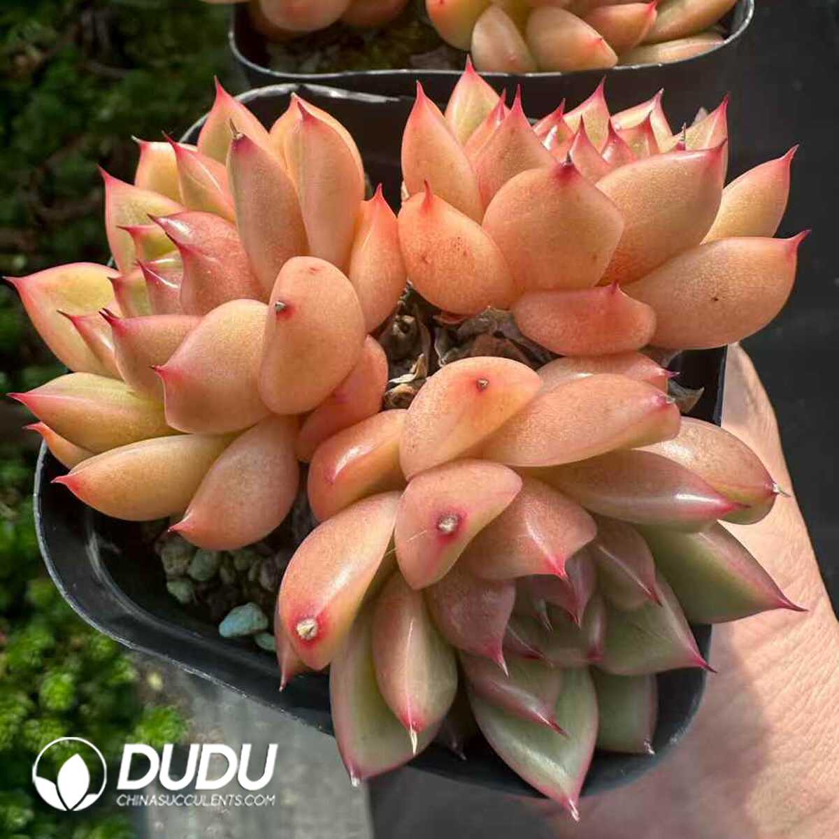 e201-163.jpg Echeveria Sunny Sky Clustering - 画像 (1)