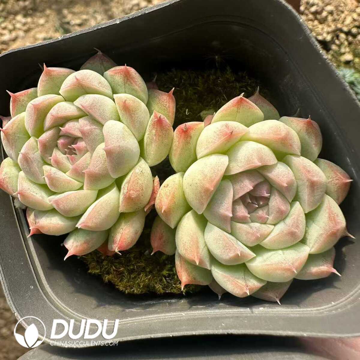 e201-165.jpg Echeveria Bini Gessei Double - 画像 (1)