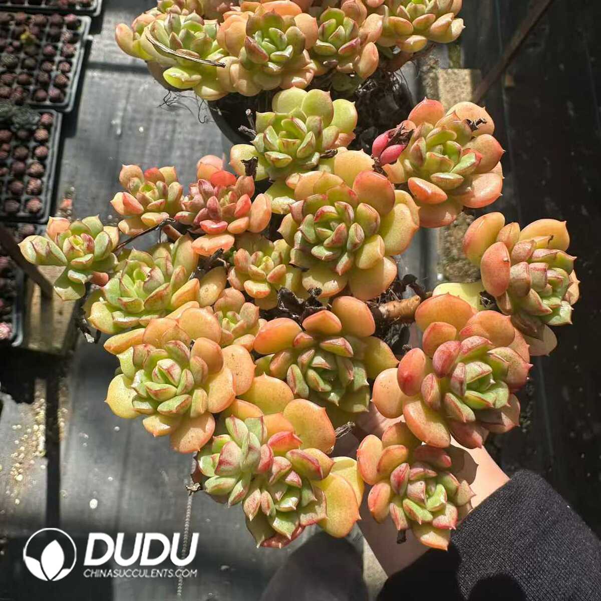 e201-166-1.jpg Echeveria Tramuntana Clustering - 画像 (1)