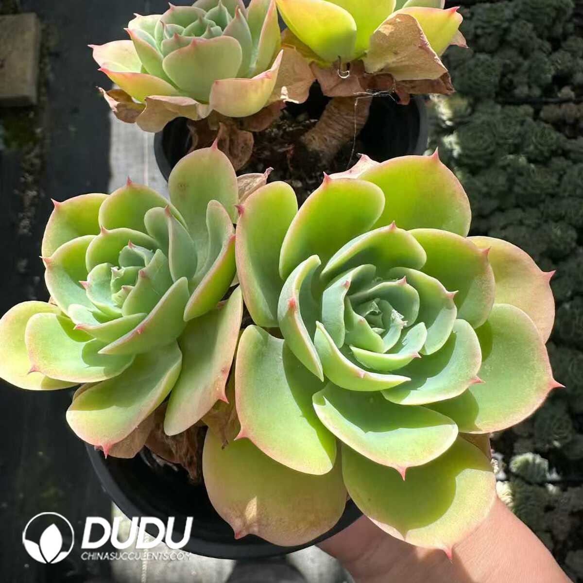 e201-168.jpg Echeveria Lemon Prince Double Head - 画像 (1)