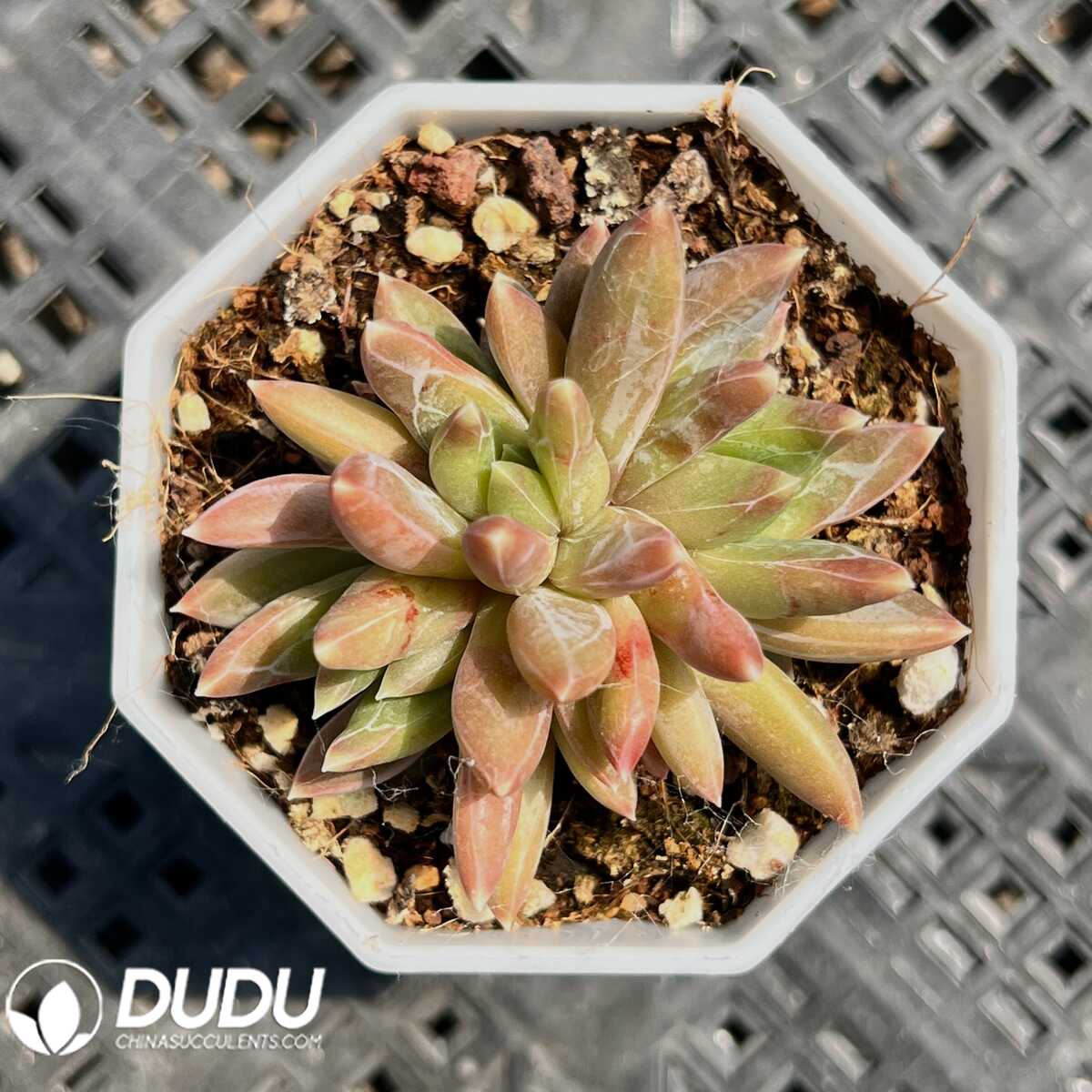 e201-17.jpg Pachyphytum Panettone Clustering - 画像 (1)