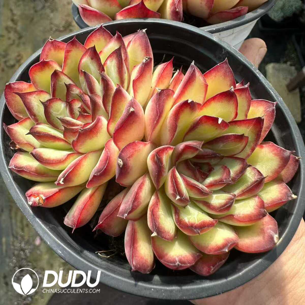 e201-170.jpg Echeveria pulidonis Double Head - 画像 (1)