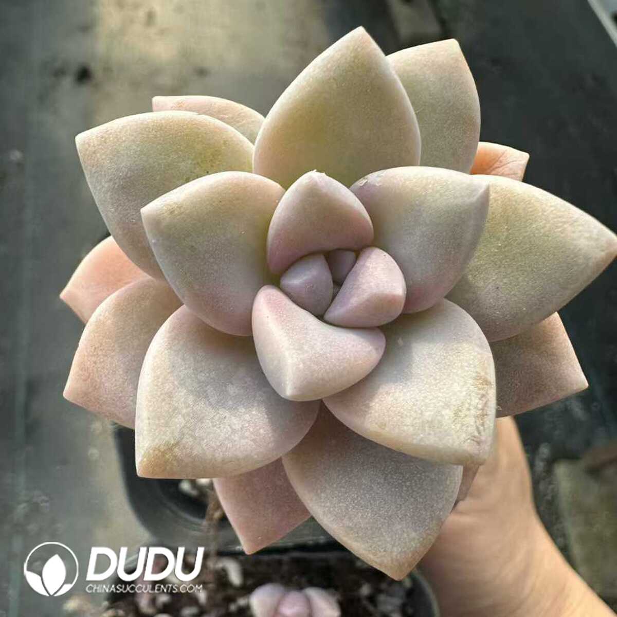 e201-171.jpg Graptopetalum Awayuki - 画像 (1)