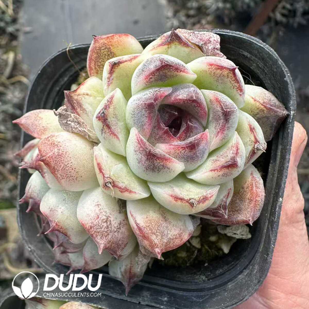 e201-173-1.jpg Echeveria Black Crystal Double Head - 画像 (1)