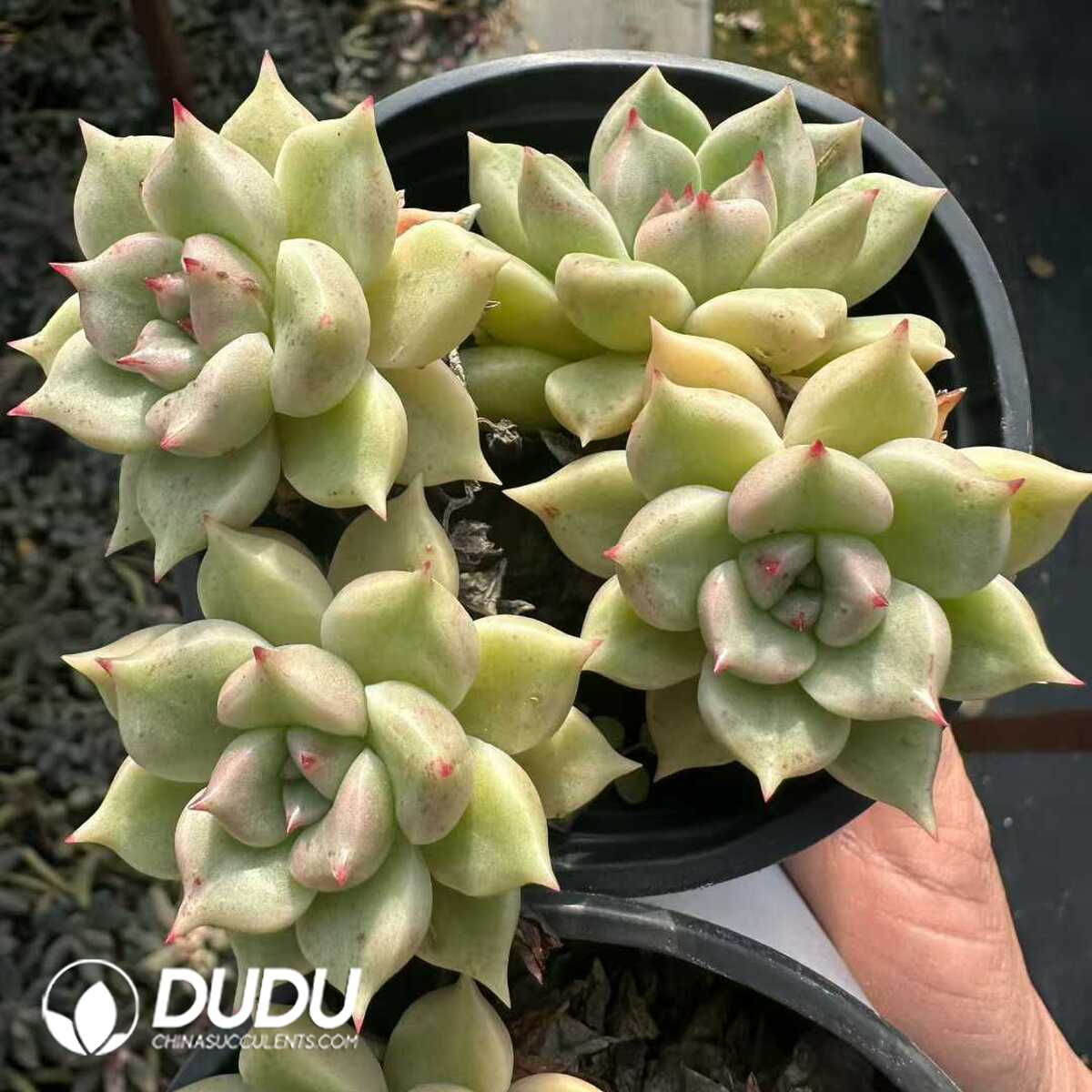 e201-174-1.jpg Echeveria Arzee Clustering - 画像 (1)