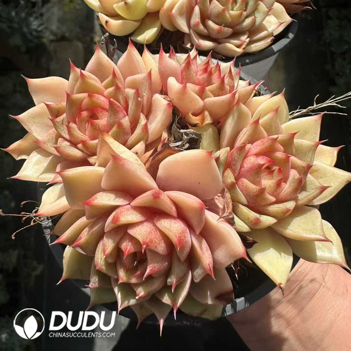 e201-176.jpg Echeveria Golden Ben Badis - 画像 (1)