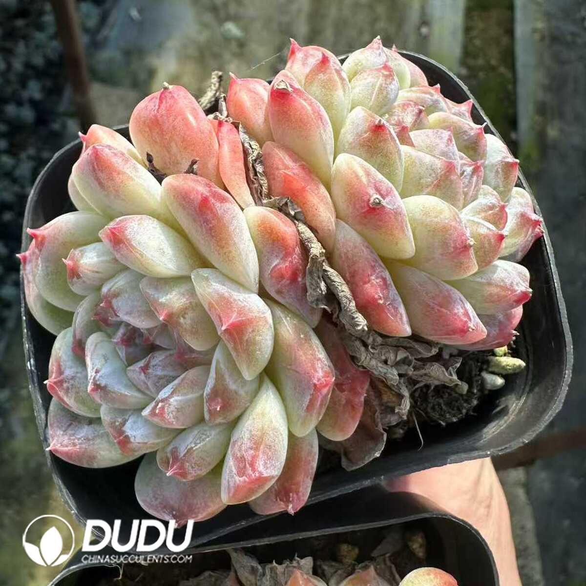 e201-177.jpg Echeveria Ice Soul Double Head - 画像 (1)