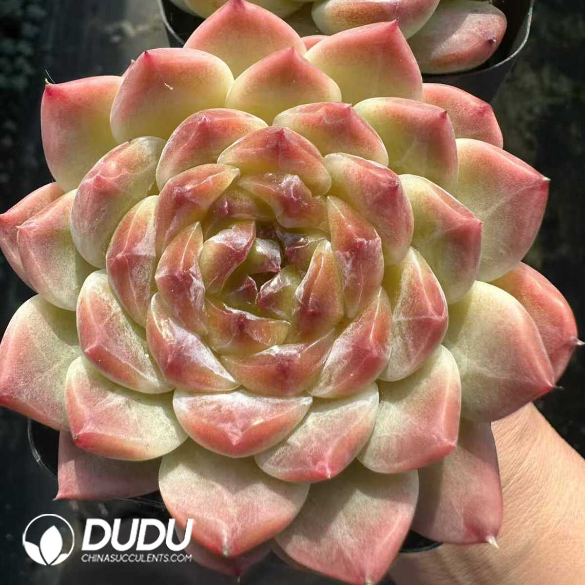 e201-178.jpg Echeveria Ice Soul - 画像 (1)