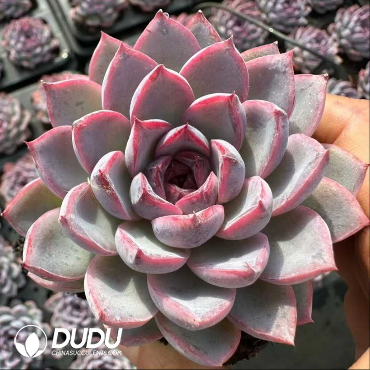 e201-18-1.jpg Echeveria Jade-faced Little Fox - 画像 (1)