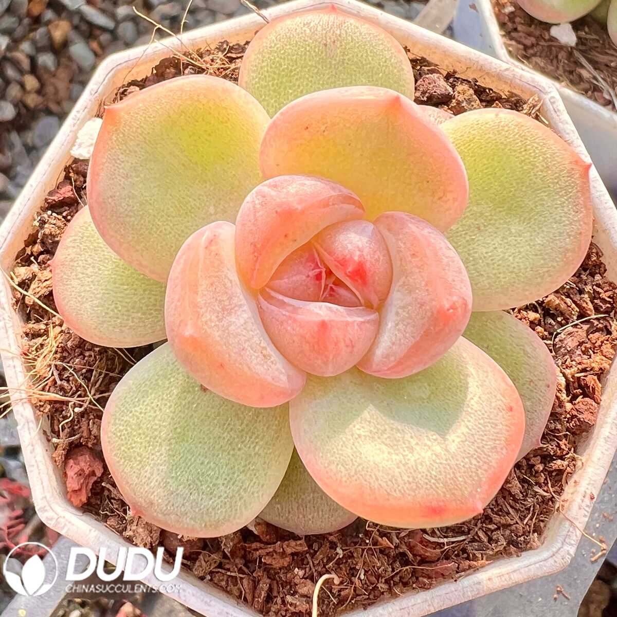 e201-18.jpg Echeveria Edelweiss - 画像 (1)