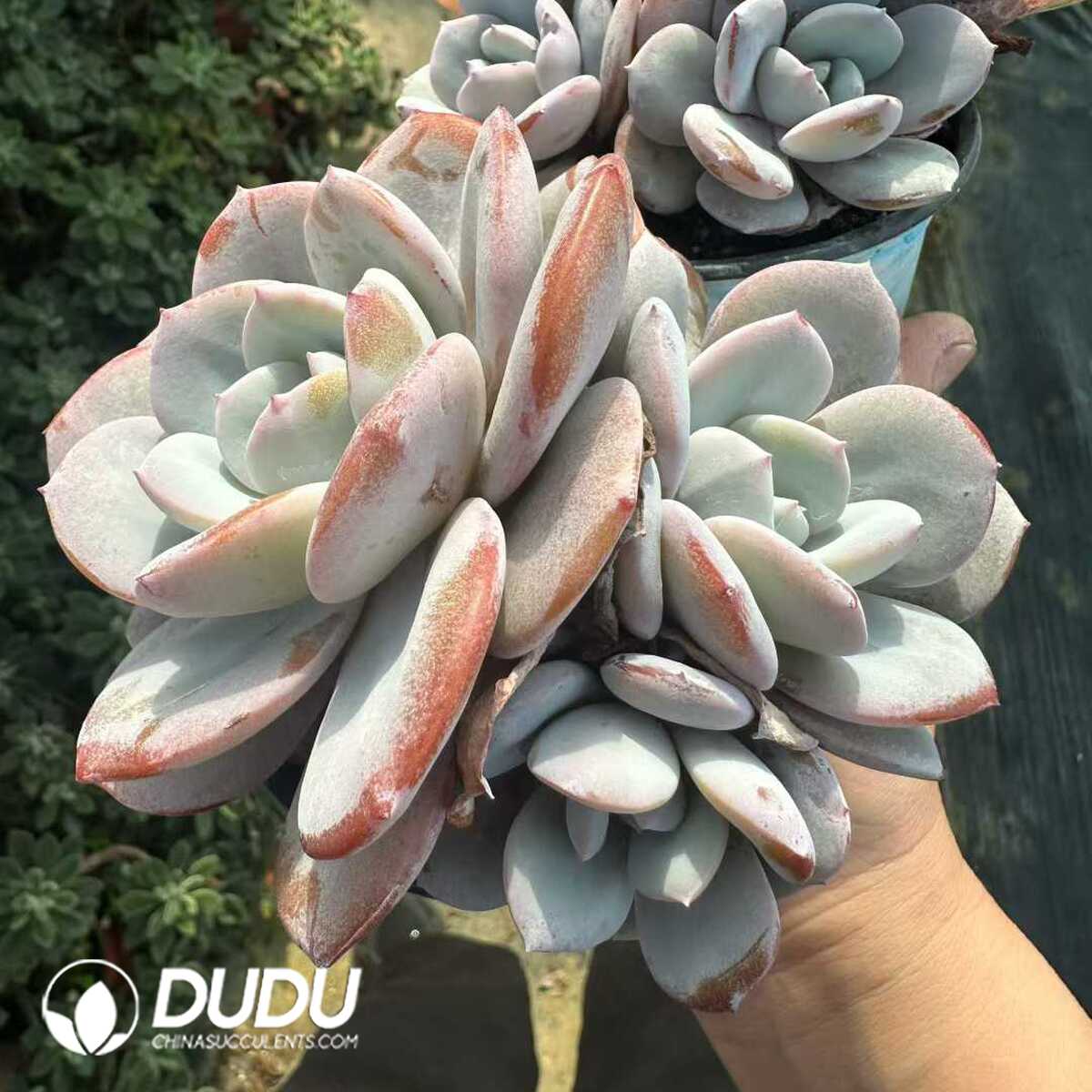 e201-180-1.jpg Echeveria Tea with milk Clustering - 画像 (1)