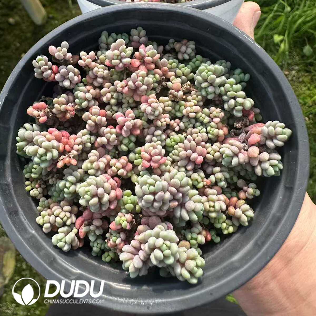 e201-183.jpg Sedum dasyphyllum Lilac Mound - 画像 (1)