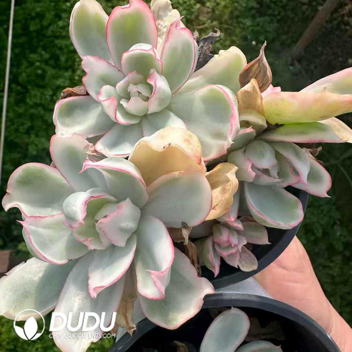 e201-185.jpg Echeveria Berkeley Variegated Clustering - 画像 (1)