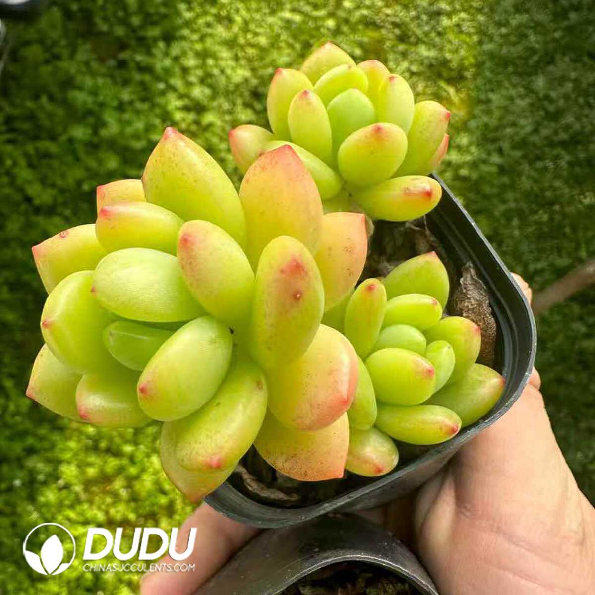 e201-186-1.jpg Sedum Alice Evans Clustering - 画像 (1)