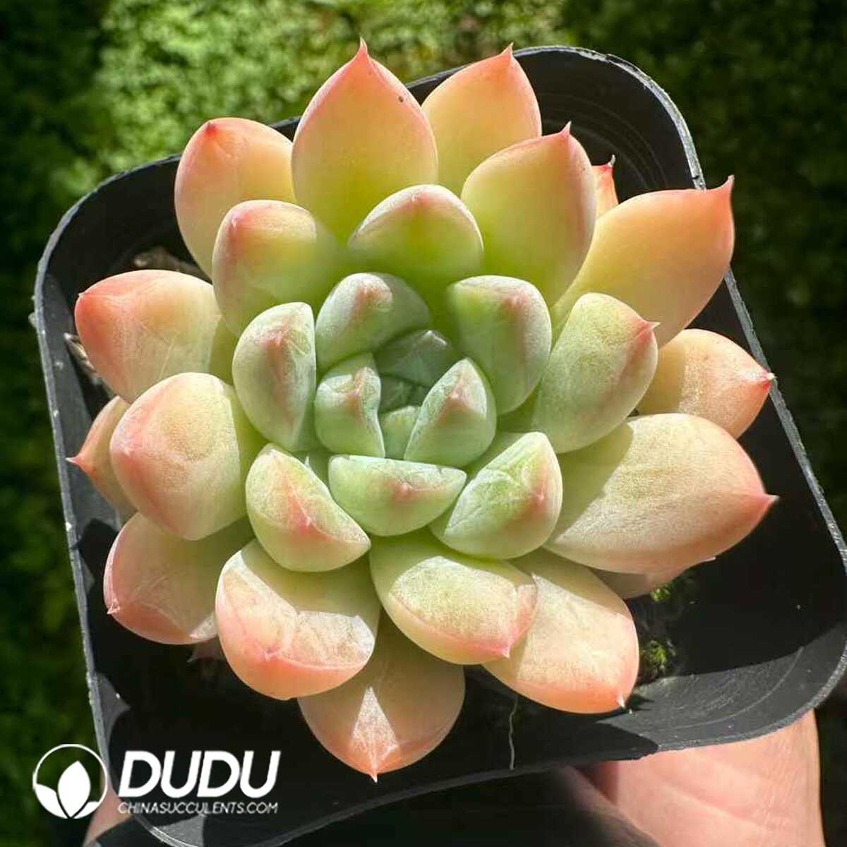 e201-189.jpg Echeveria Little Raccoon - 画像 (1)