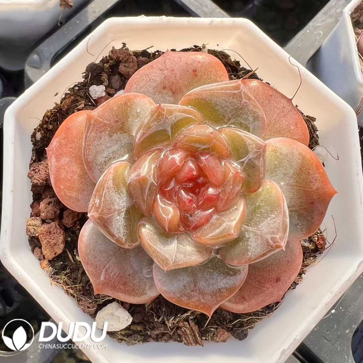 e201-19-1.jpg Echeveria Tanghulu - 画像 (1)