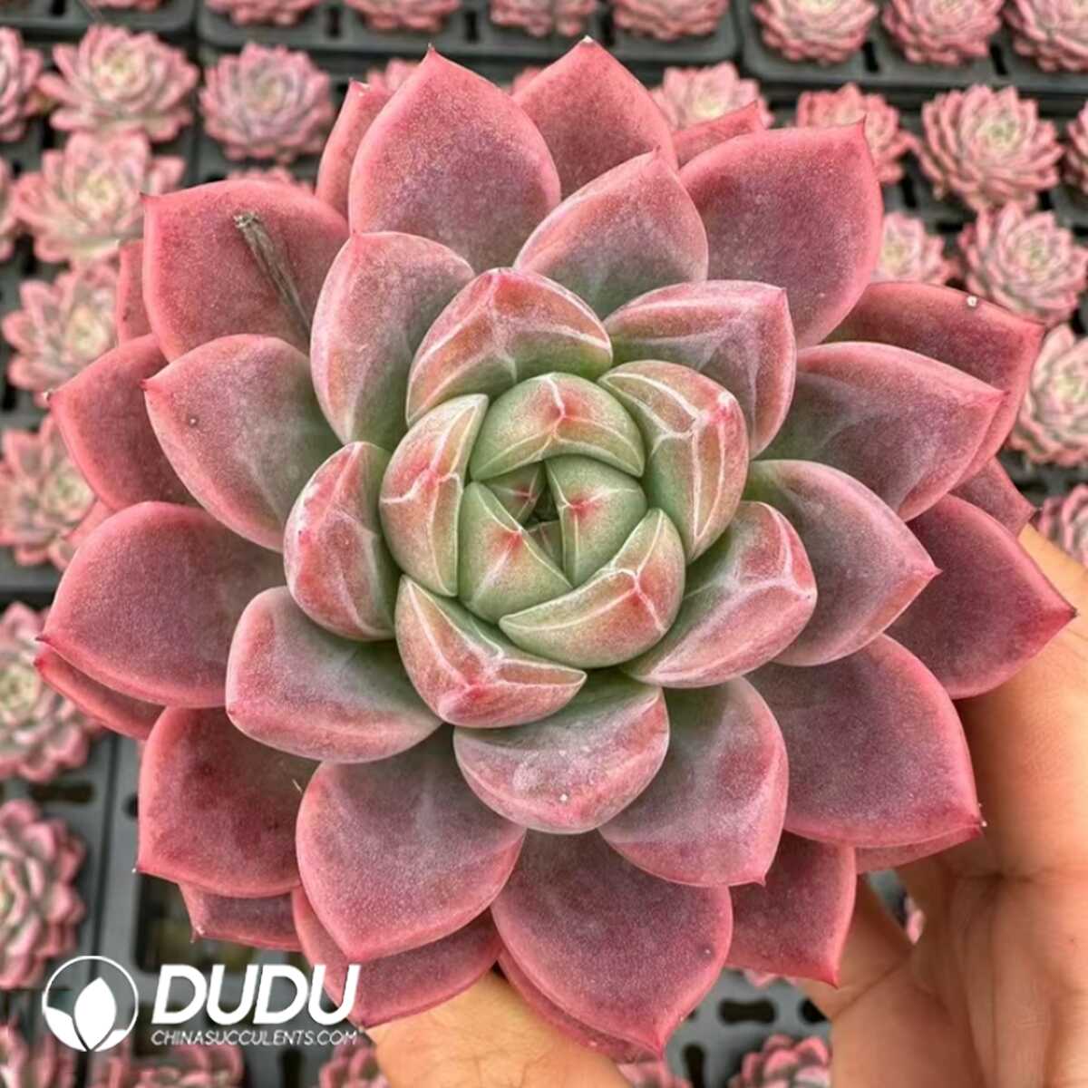 e201-19-2.jpg Echeveria Yaochi - 画像 (1)