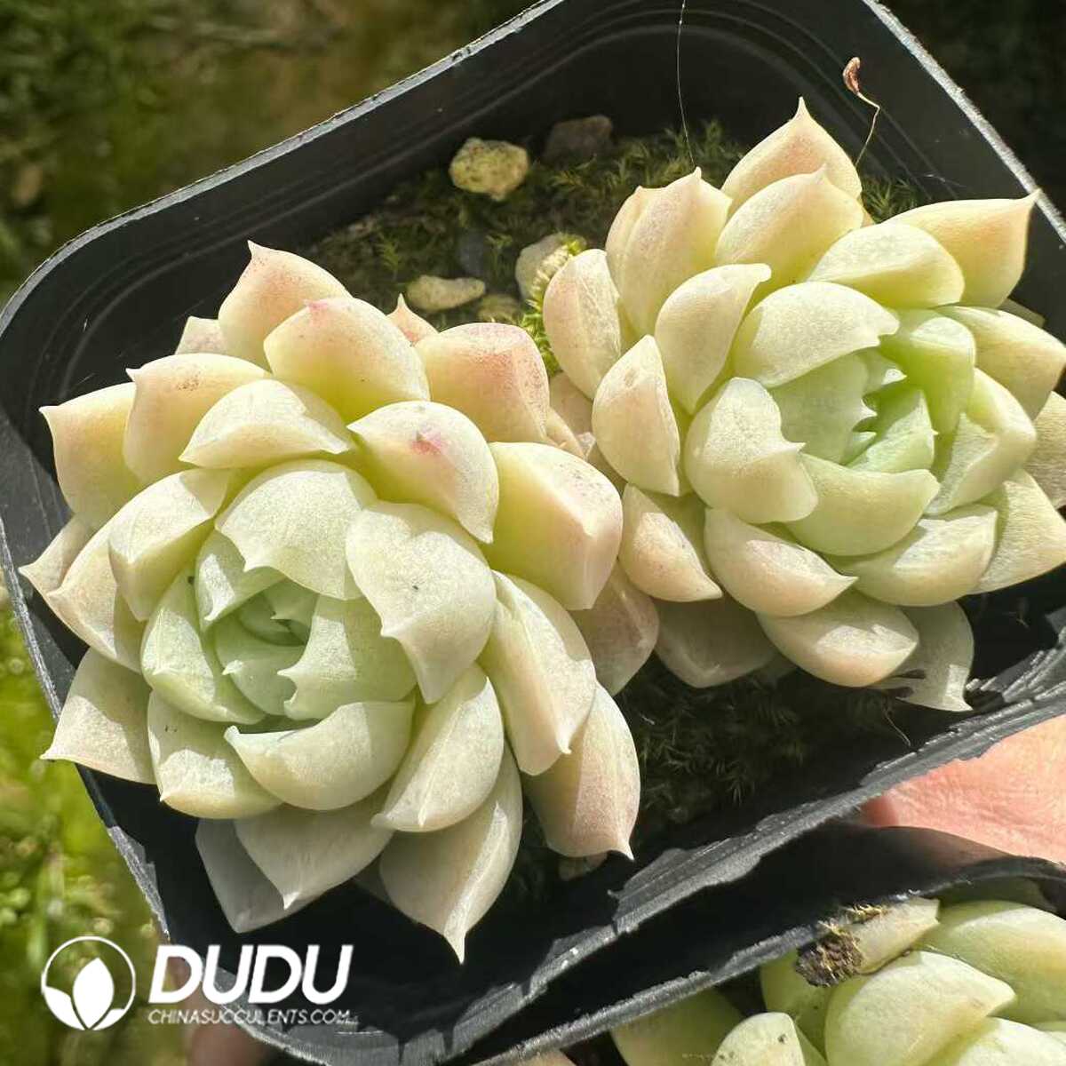 e201-190.jpg Echeveria Elegans Alba Double Heads - 画像 (1)