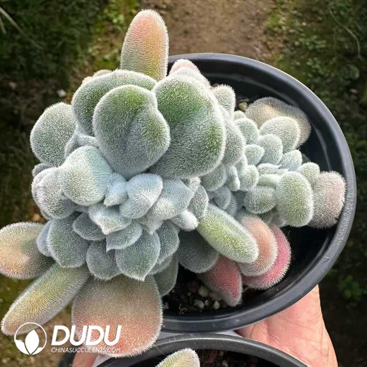 e201-191.jpg Echeveria Frosty Cristata - 画像 (1)