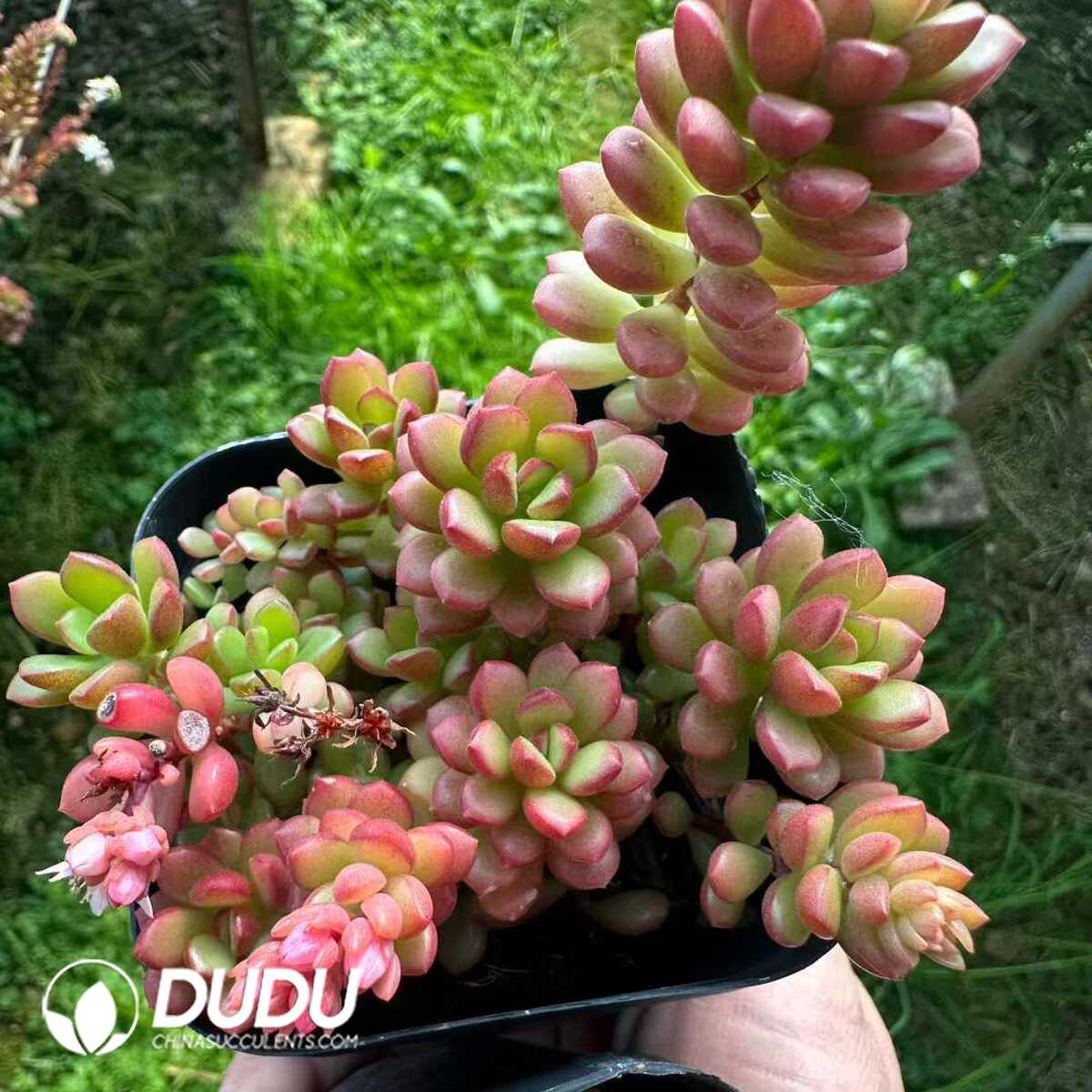 e201-193-1.jpg Sedum Joyce Tulloch - 画像 (1)