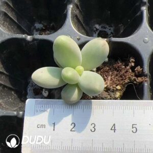 105pcs Pachyphytum Sugar Seedlings