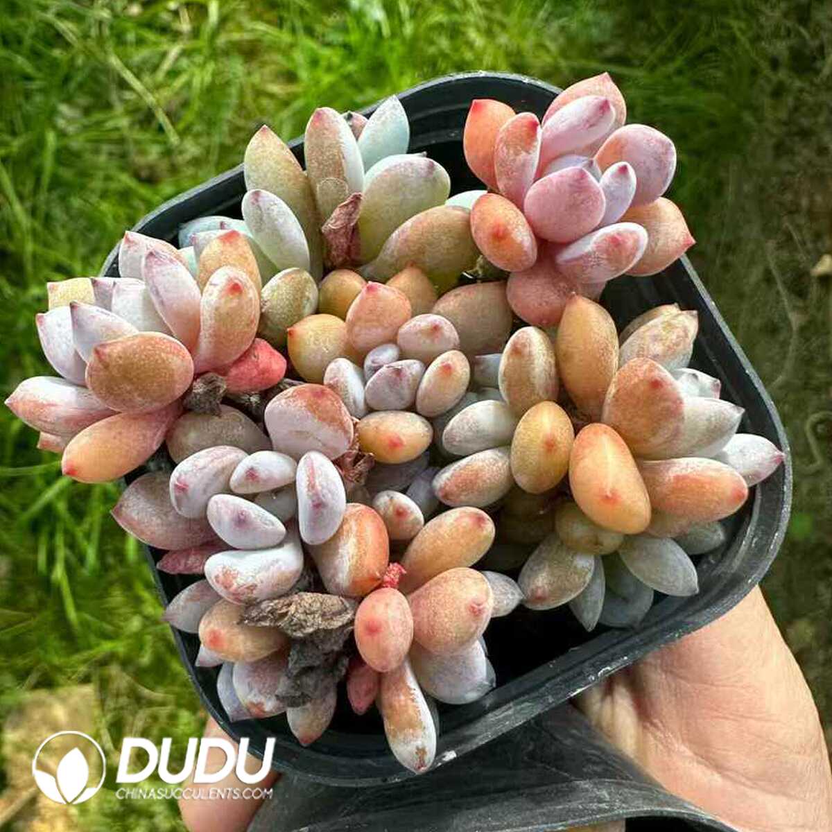 e201-194.jpg Echeveria Augustus Clustering - 画像 (1)