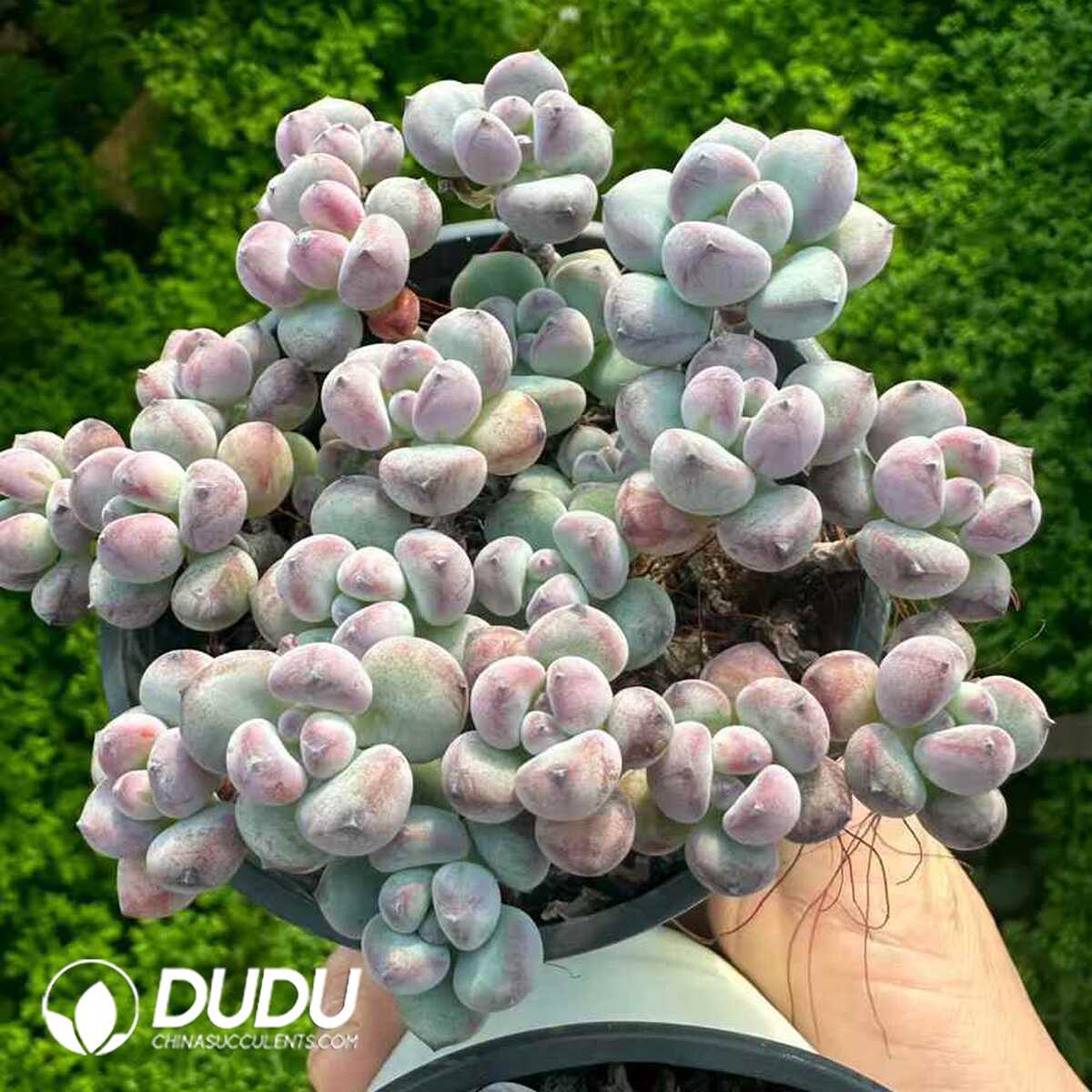 e201-195-2.jpg Sedum Tom Clustering - 画像 (1)