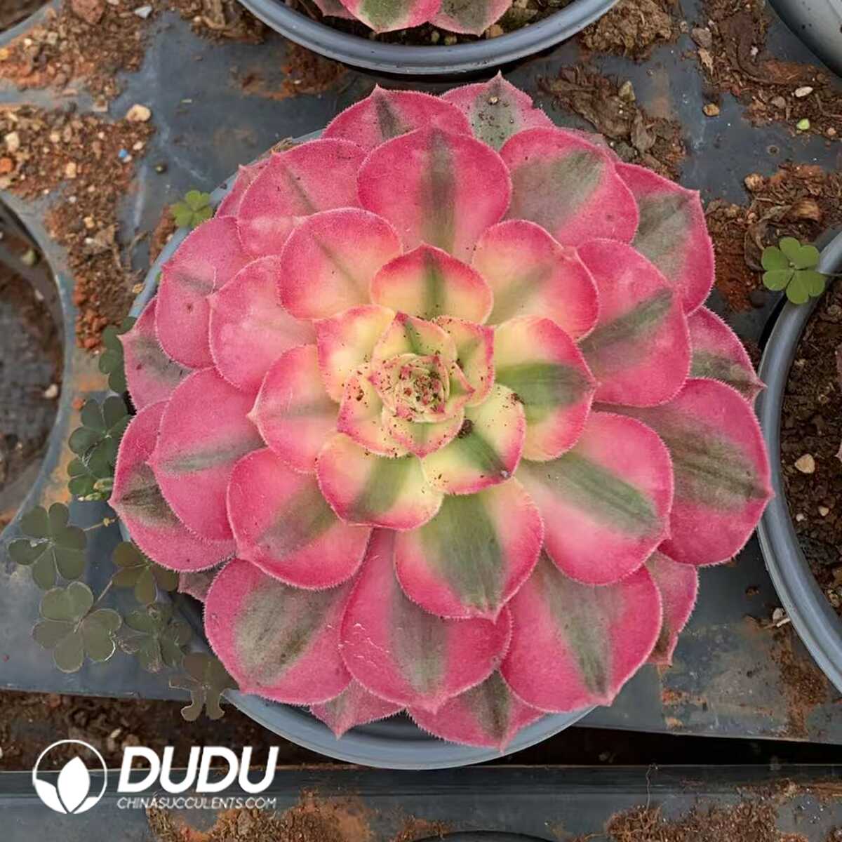 e201-195.jpg Aeonium Litchi - 画像 (1)