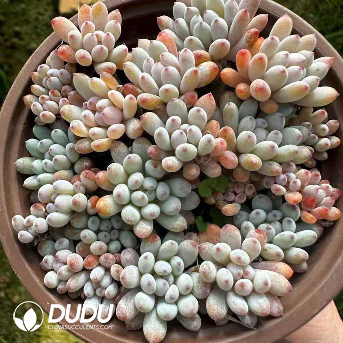 e201-197.jpg Graptopetalum pachyphyllum Bluebean Clustering - 画像 (1)