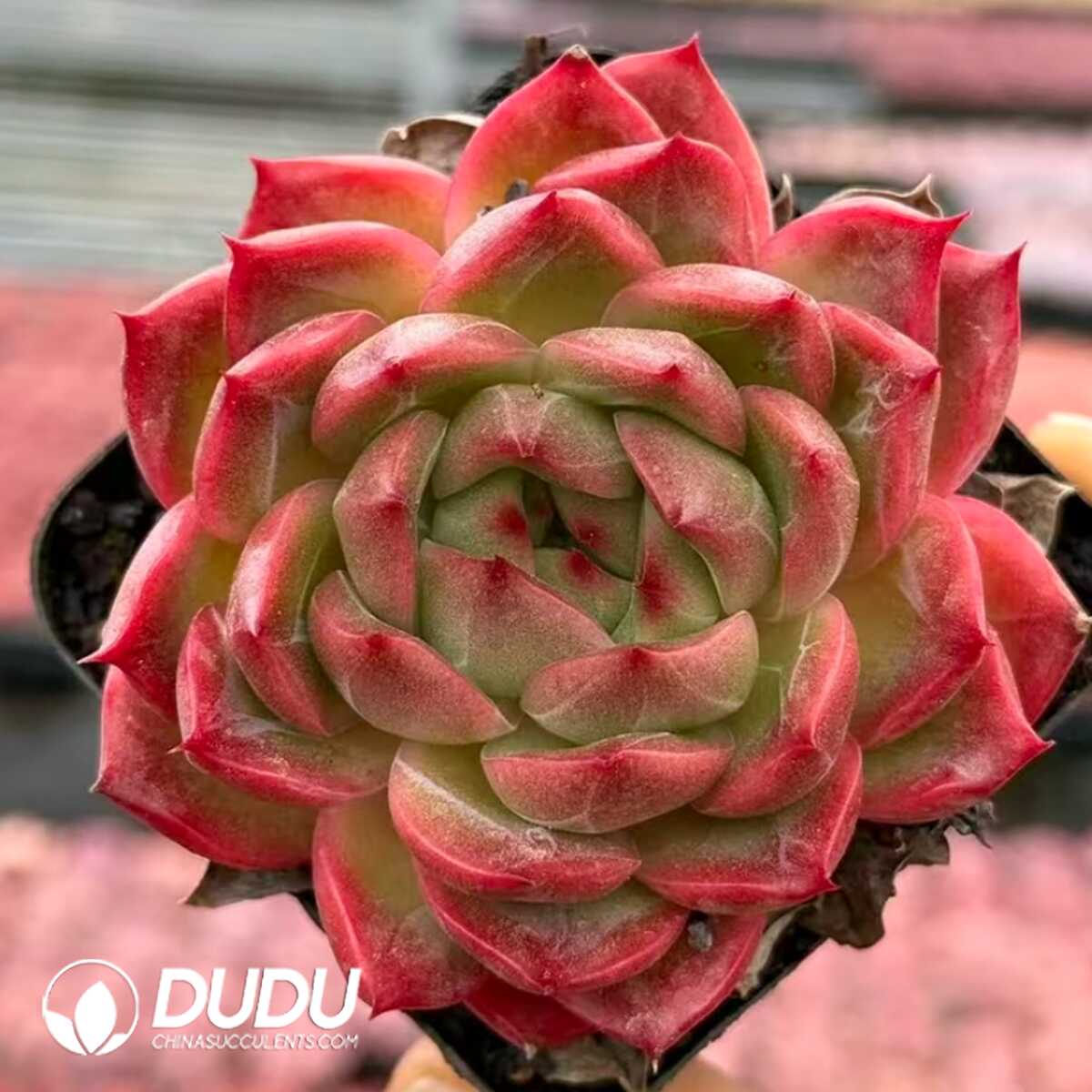 e201-2.jpg Echeveria Pineapple Orange - 画像 (1)