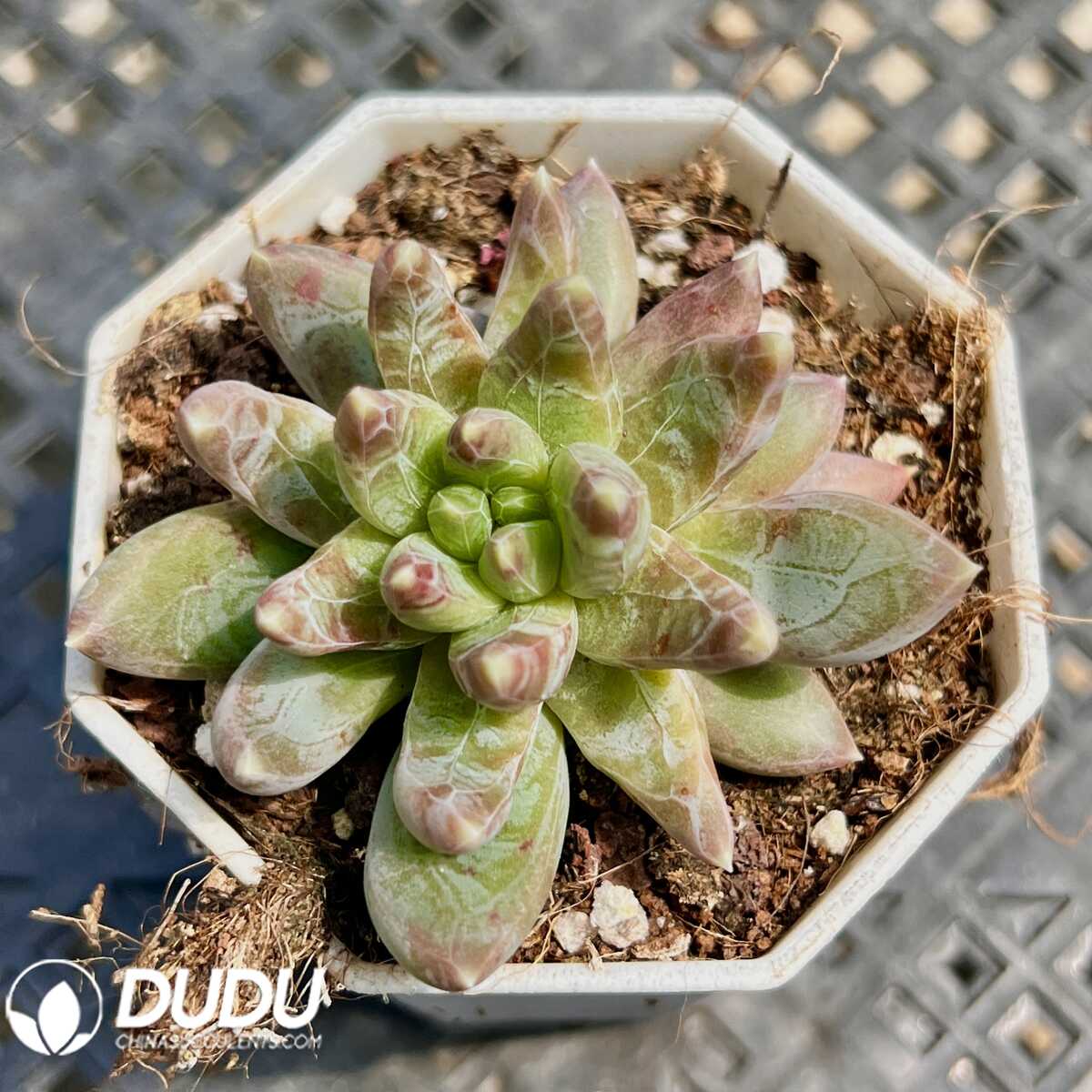 e201-20.jpg Pachyphytum Panettone - 画像 (1)