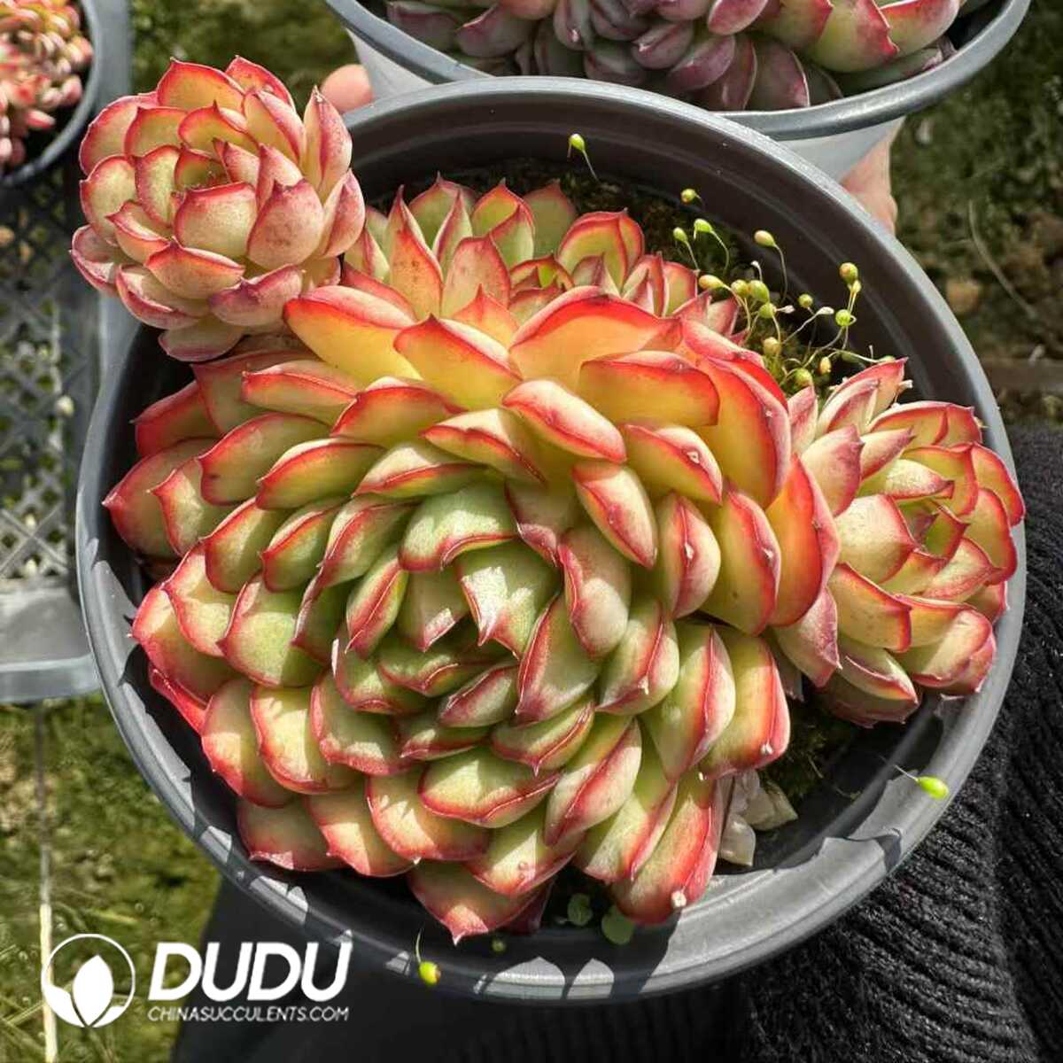 e201-200-1.jpg Echeveria Dream Rose Clustering - 画像 (1)