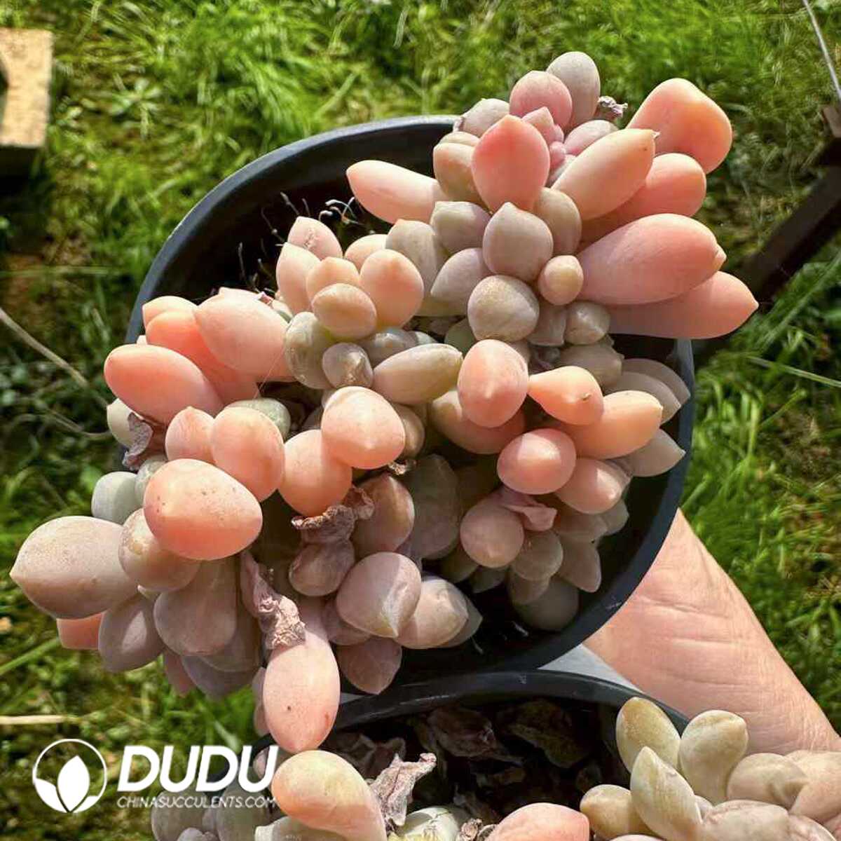 e201-201.jpg Pachyphytum amethystina - 画像 (1)