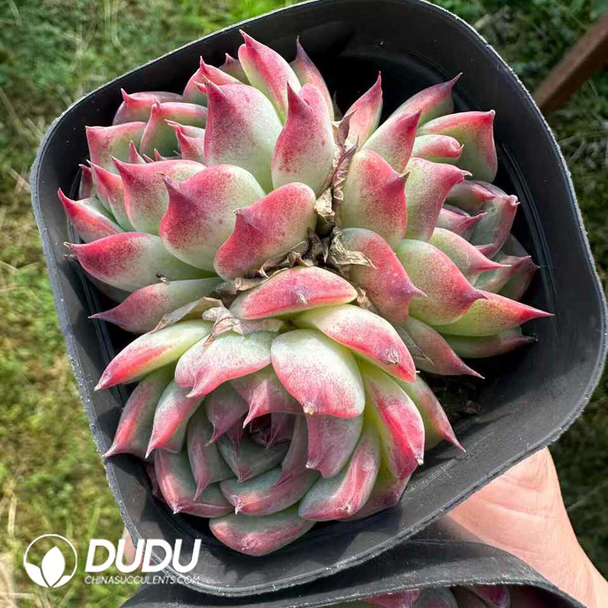 e201-202.jpg Echeveria Honey Peach Clustering - 画像 (1)