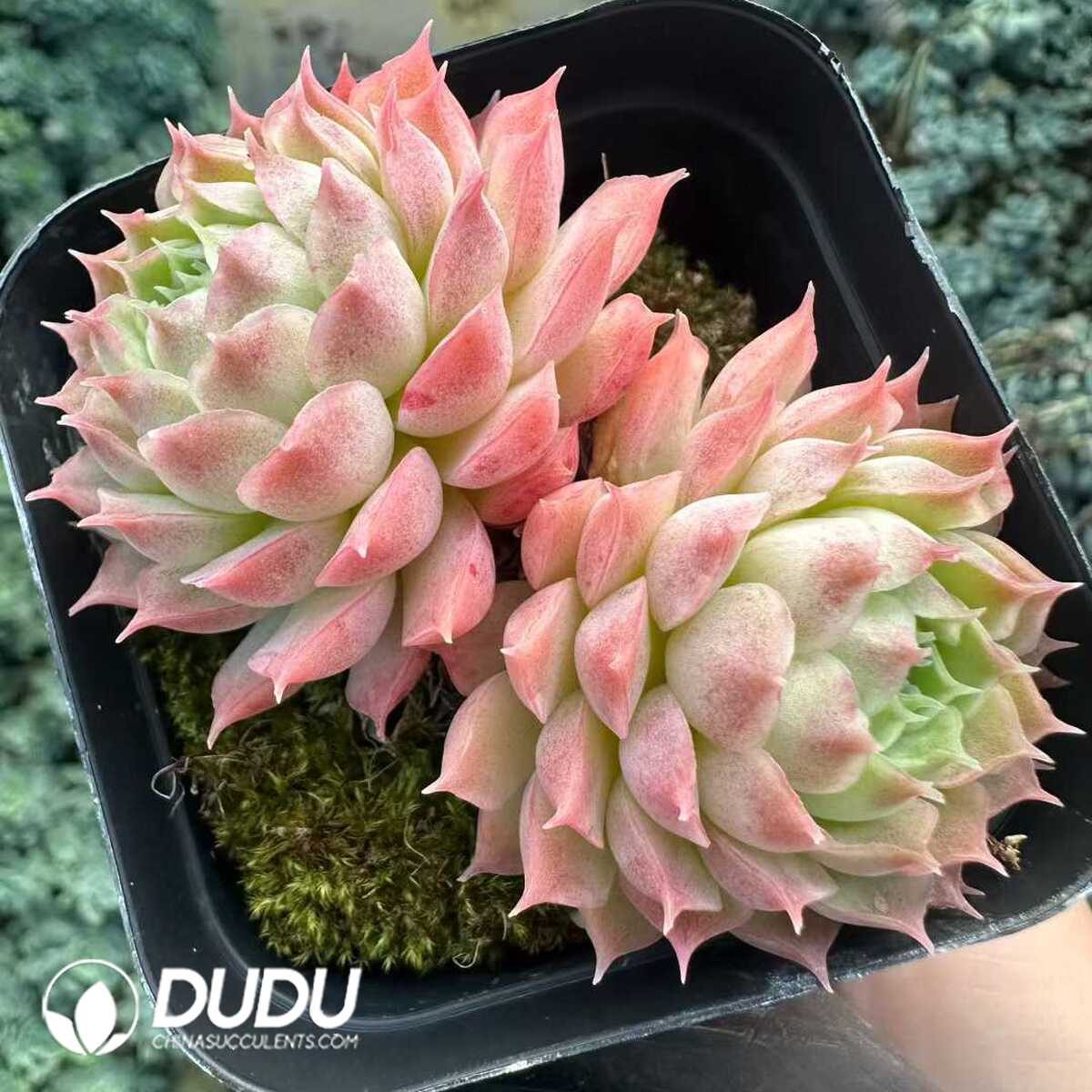 e201-204.jpg Echeveria Red hole - 画像 (1)